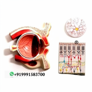 Human Eye Demonstration Model for Biology Lab