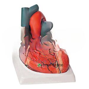 Human Heart 7 Parts Anatomy Model for Biology Lab