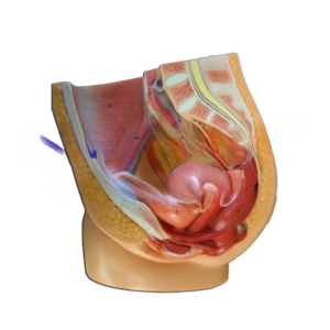Human Female Pelvis Anatomy Model for Biology Lab