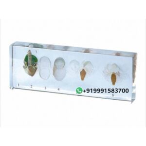 Specimen of Silk Worm Development for Biology Lab