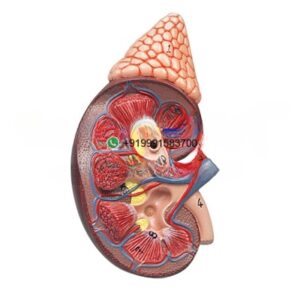Kidney with Adrenal Gland Anatomy Model for Biology Lab