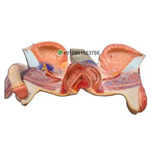 Human Male Genital Organs Anatomy Model for Biology Lab