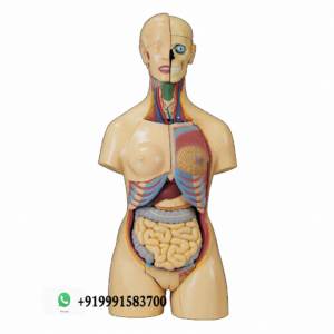 Human Torso Dual Sex 24 Parts for Biology Lab