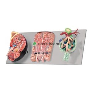 Human Kidney Structures Anatomy Model for Biology Lab