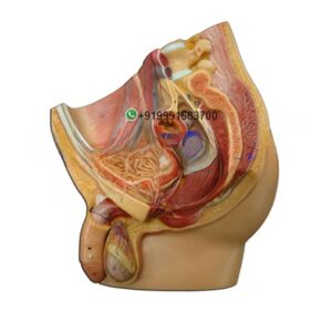 Human Male Pelvis Anatomy Model for Biology Lab