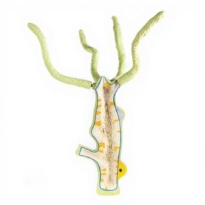Model of Hydra for Biology Lab