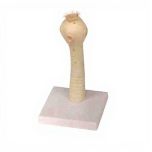 Head of the Pork Tapeworm Zoology Model for Biology Lab