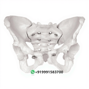Female Pelvis for Biology Lab