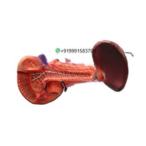 Human Liver, Pancreas, Spleen and Duodenum Anatomy Model for Biology Lab