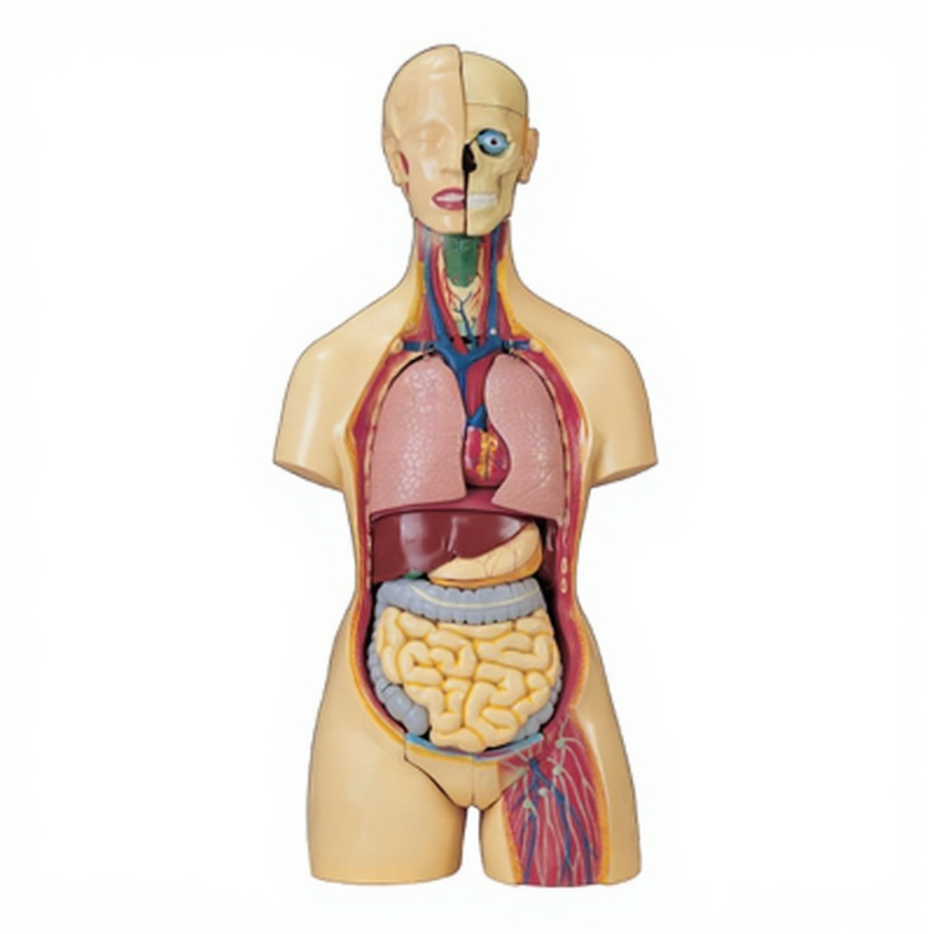 Human Anatomy Torso Unisex 16 Parts for Biology Lab