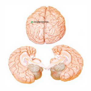 Human Brain, with Arteries, 2 Parts Anatomy Model for Biology Lab