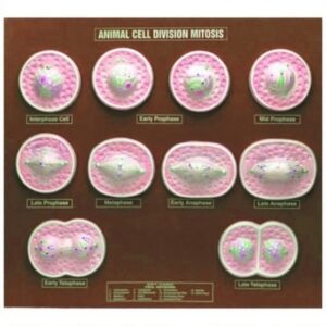 Animal Cell Division Mitosis Zoology Model for Biology Lab