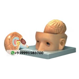 Human Brain, 3 Parts with Head Anatomy Model for Biology Lab