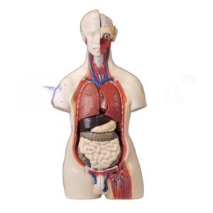 Human Torso with Interchangeable Sex Organs for Biology Lab