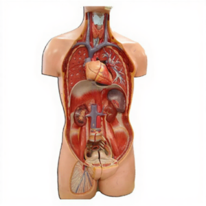 Human Anatomy Torso 10 Parts for Biology Lab