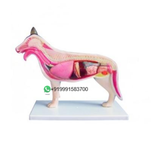 Dog Anatomy Model for Biology Lab