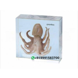 Specimen of Octopus for Biology Lab