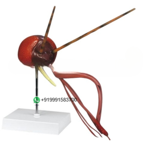 Mosquito Head Zoology Model for Biology Lab
