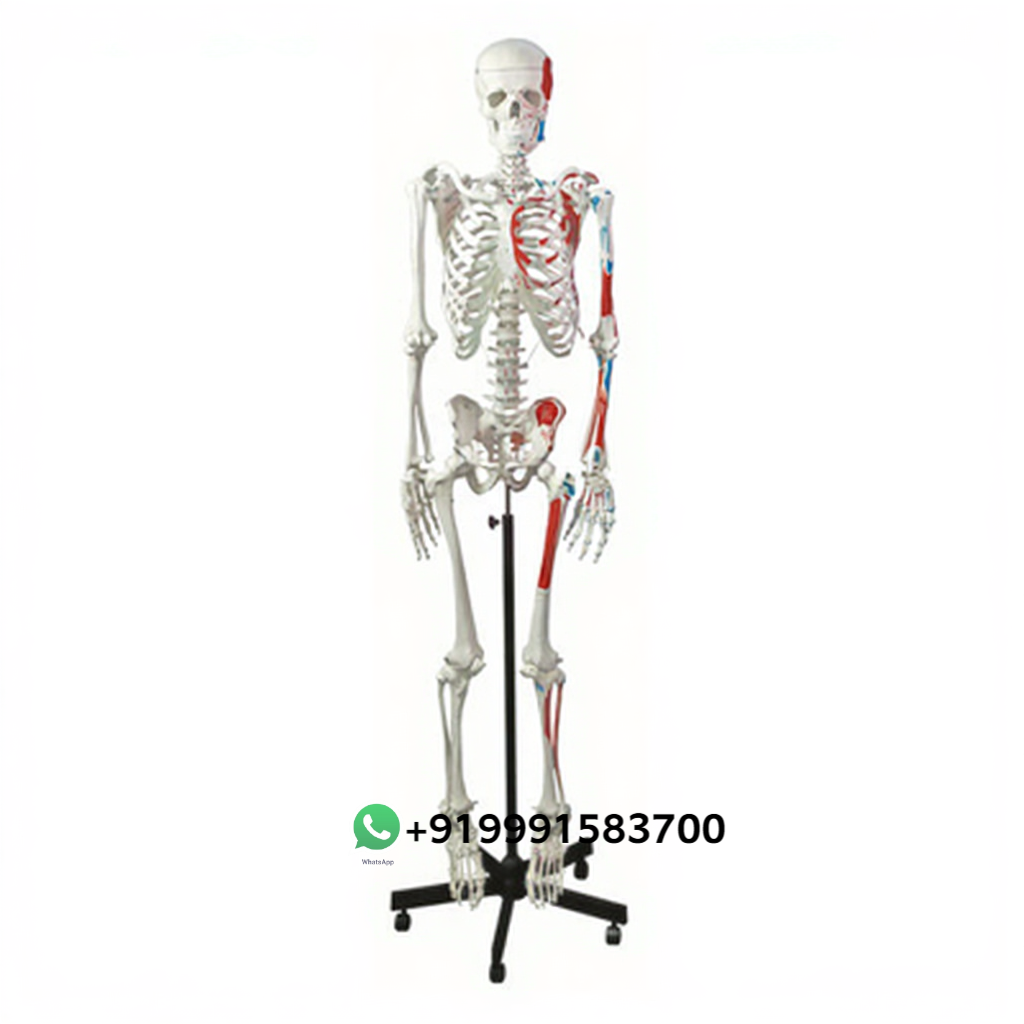 Human Muscular Skeleton for Biology Lab