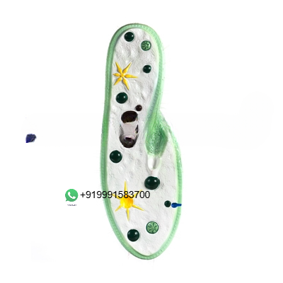 Paramecium Zoology Model for Biology Lab