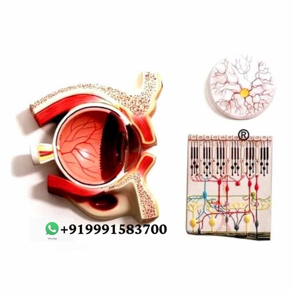 Human Eye Demonstration 5 Parts Anatomy Model for Biology Lab