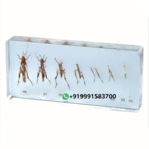 Specimen of locus development for Biology Lab