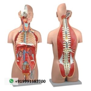 Human Torso, Dual Sex with Open Back 27-Part for Biology Lab