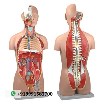 Human Torso, Dual Sex with Open Back 27-Part for Biology Lab