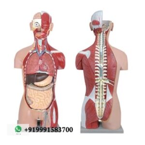 Human Torso with Muscles for Biology Lab