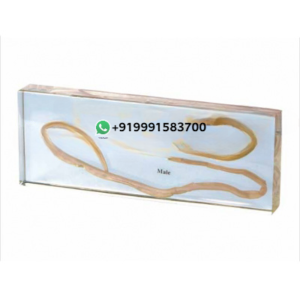 Specimen of Pig Roundworm for Biology Lab