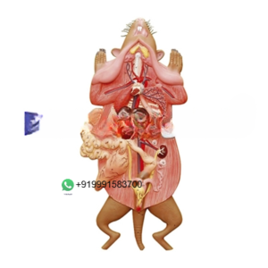 Rat Dissection Zoology Model for Biology Lab