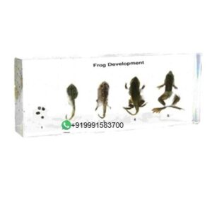 Frog Life Cycle Specimens for Biology Lab