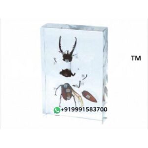 Specimen of Spotted Cerambycid for Biology Lab