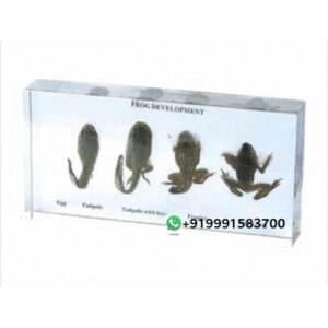 Specimen of Frog Development for Biology Lab