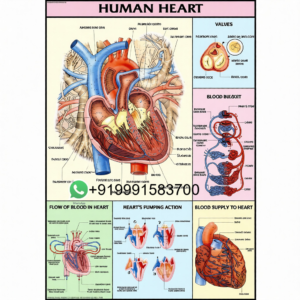 Human Physiology Science Charts for Educational Lab