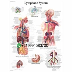 School Educational Charts