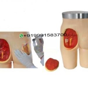 Adult Intramuscular Injection Training Manikin
