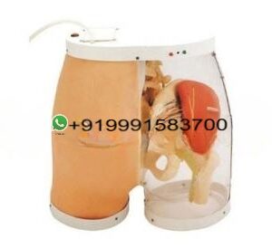 Advanced Buttocks Intramuscular Injection Simulator