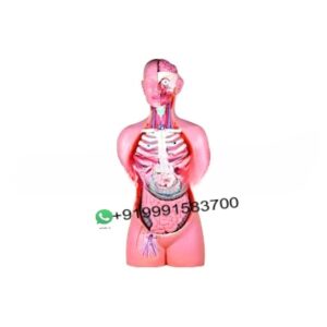 Anatomical Models for School Science Lab