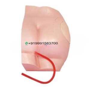 Buttock Injection Model