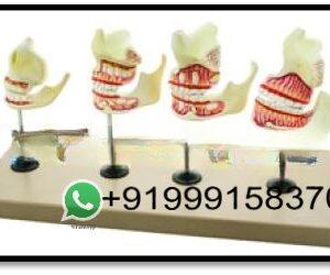 Dental Development Set