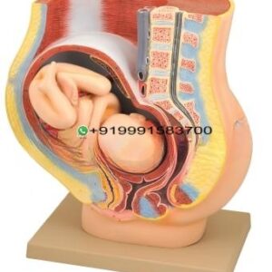 Female Pelvis Model Pregnant Section with Fetus