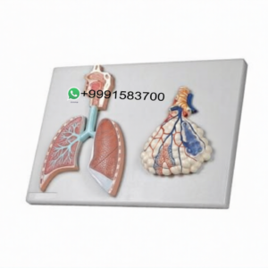 School Lab Human Physiology Models