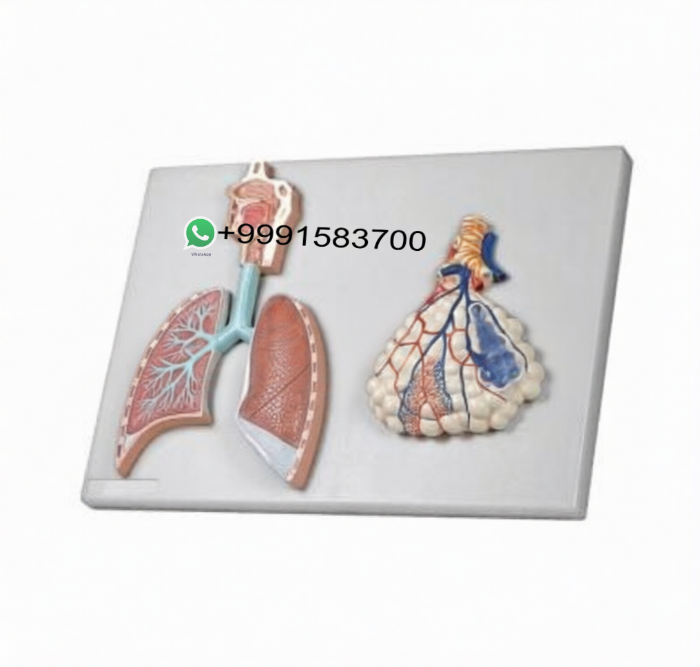 School Lab Human Physiology Models