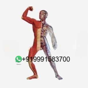 School Science Lab Advanced Anatomy Model