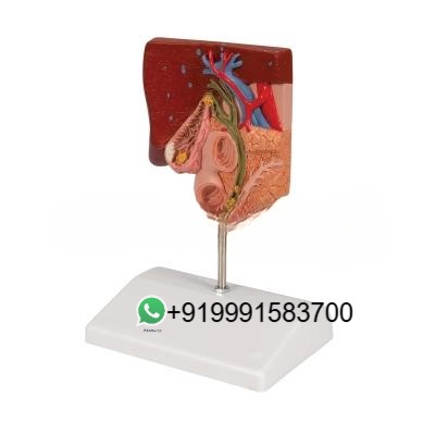School Science Lab Anatomy Digestive System