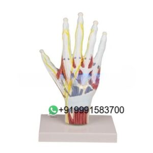 School Science Lab Anatomy Four Limbs