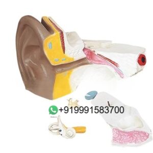 School Science Lab Anatomy Human Ear