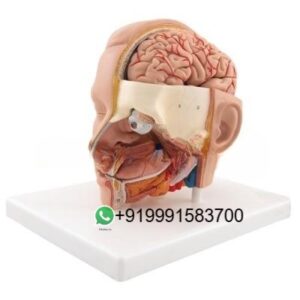 School Science Lab Anatomy Human Head