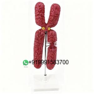 School Science Lab Anatomy Human Heart Biology Models